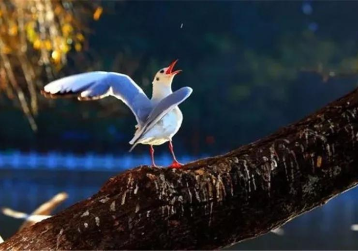 终于知道”鷗動休闲哪里有挂买[玩家必赢神器]